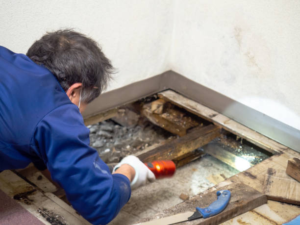 Attic Mold Removal in Crozet, VA