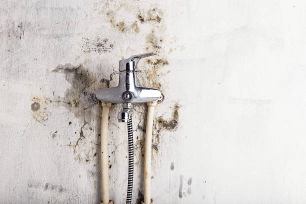 Best Residential Mold Removal  in Crozet, VA