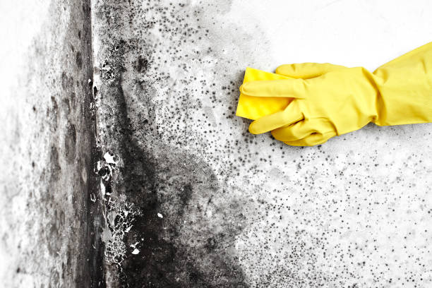 Best Attic Mold Removal  in Crozet, VA