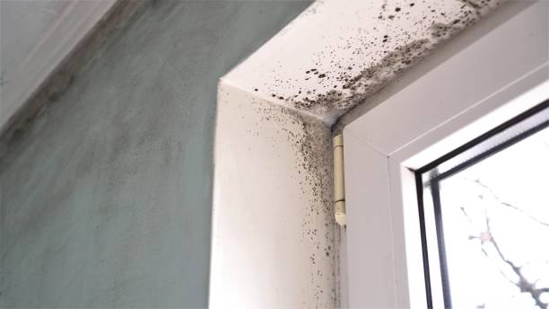 Professional Mold Removal in Crozet, VA