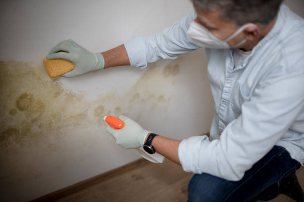 Best Same-Day Mold Removal  in Crozet, VA