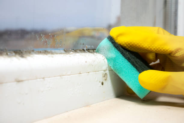 Best Best Mold Removal Companies  in Crozet, VA