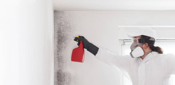 Best Same-Day Mold Removal  in Crozet, VA