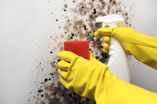 Best Professional Mold Removal  in Crozet, VA